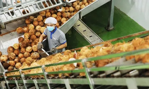 'Giá dừa tăng nhanh như giá vàng': Nguồn cung sụt giảm, xuất khẩu Việt bứt phá