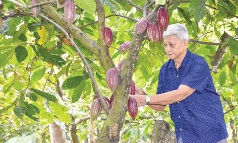 Nông dân miền Tây phất lên trông thấy nhờ trồng xen loại cây này trong vườn dừa: Chăm sóc dễ, kiếm được 5 triệu đồng/tuần