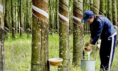 Giá 'vàng trắng' Việt tăng mạnh nhất trong 3 năm, doanh nghiệp vào guồng xuất ngoại