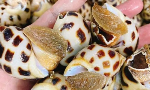 Một 'kho báu dưới nước' của Việt Nam được Trung Quốc cực kỳ ưa chuộng: Thu về gần 16 triệu USD chỉ trong 3 tháng