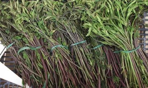 Loại hoa từng bị coi là phế phẩm nay được săn lùng: Giá lên tới 39 triệu/kg, phải may mắn lắm mới có thể mua