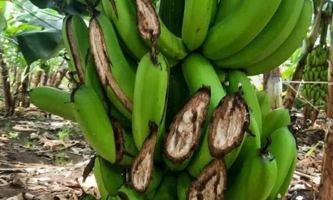 Gần 1.000 buồng chuối xuất khẩu bị kẻ gian chặt la liệt trong đêm