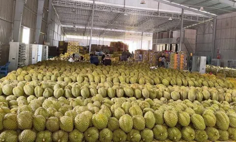 'Vua trái cây' rớt giá thảm: Đằng sau việc nhà nhà, người người trồng sầu riêng