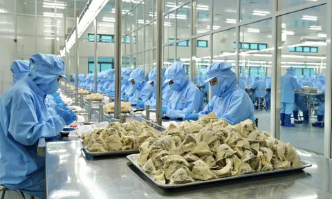 Lý do người Trung Quốc chưa biết nhiều về tổ yến Việt Nam