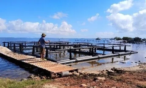 Việt Nam mang kho báu thủy sản sang nước bạn Cuba, dự án thành công thần tốc sau 4 tháng