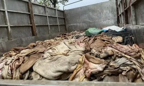 Gần 5 tấn da trâu, bò bẩn không rõ nguồn gốc bị chặn đứng tại Thanh Hoá