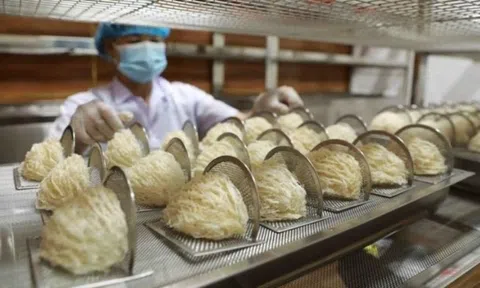 Xuất khẩu nhỏ giọt, tổ yến Việt gặp thêm rào cản mới trên đường sang Trung Quốc