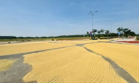 Làm đường tiền tỷ chỉ để… phơi lúa?