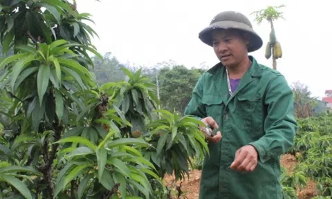 Nông dân Lạng Sơn cắt phăng cây lúa, chuyển sang trồng loại cây xưa tiến vua: Thu nhập cao gấp hơn 30 lần, cuộc đời lên hương