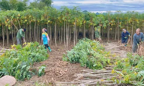 Ngoài sầu riêng, một nông sản khác từ Việt Nam là đối thủ lớn của Thái Lan: Trung Quốc săn mua gần 90% sản lượng, nước ta xuất khẩu đứng thứ 2 thế giới