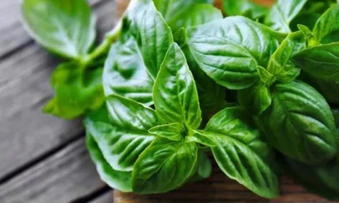 Loại rau gia vị rẻ như cho ở chợ Việt là 'kho báu' cho sức khỏe: Nhiều người ăn hằng ngày mà không biết công dụng