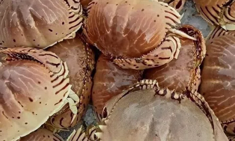 Đặc sản có tên 'độc lạ', xưa ít ai biết nay được săn đón khắp nơi vì hương vị lạ, giá tới 100.000 đồng/kg