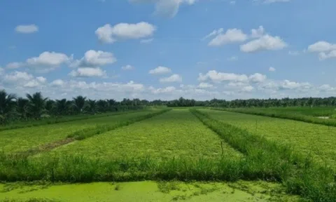 Nông dân Trà Vinh nhổ lúa trồng thứ rau đặc sản: Thu hoạch đến đâu thương lái gom sạch, thu nhập 8 con số/tháng