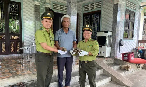 Nhiều cá thể tê tê, rùa núi vàng quý hiếm được người dân Huế "giải cứu"