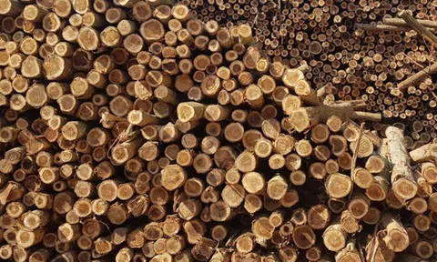 Mỹ vừa đổ gần 2 tỷ USD săn 'báu vật' của Việt Nam: thuế nhập khẩu 0%, Việt Nam là đối tác lớn nhất của Mỹ ở mặt hàng này