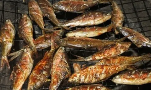 Đặc sản sống trong khe đá, từng bị bỏ quên nay thành 'hàng hiếm' phố thị, giá tới 400.000 đồng/kg