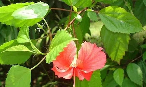 Xưa mọc hoang không ai hái, nay loài cây dại 'lên đời' thành đặc sản, giá 50.000 đồng/kg được săn lùng khắp phố