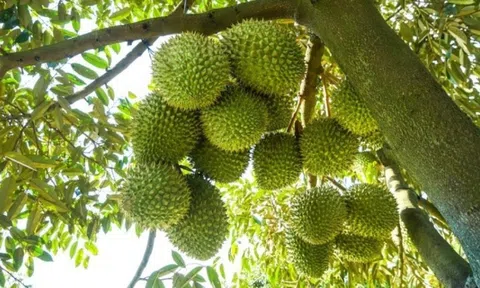 Hé lộ địa phương sắp trở thành siêu vùng trồng sầu riêng mới sau sáp nhập tỉnh thành với 42.000ha