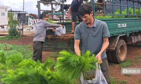 Gia Lai: Kiến tạo sinh kế từ “lá phổi xanh” Tây Nguyên
