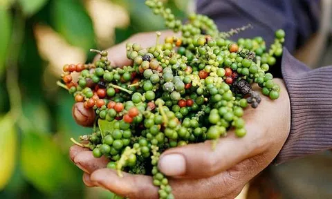 Lý do Việt Nam phải chi hàng chục triệu USD nhập khẩu hồ tiêu mỗi tháng