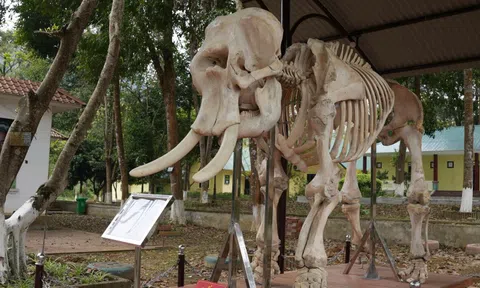 Cận cảnh 2 bộ xương voi khổng lồ mang thông điệp ý nghĩa ở VQG Pù Mát