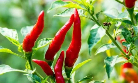 Loại quả Việt Nam ai cũng biết thành gia vị triệu đô đắt hàng của thế giới: Lào, Mỹ đua nhau săn đón, nước ta thu về hơn 3,6 triệu USD kể từ đầu năm