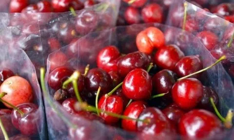 Giá 600.000 đồng/kg, một loại cherry Trung Quốc đang hạ knock-out đối thủ Mỹ - Úc
