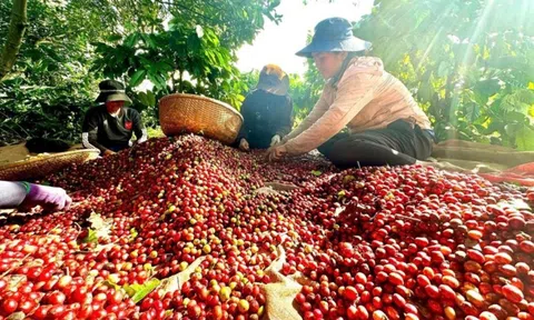 Xuất khẩu cà phê thứ 2 thế giới, vì sao Việt Nam 'yếu' khâu chế biến?