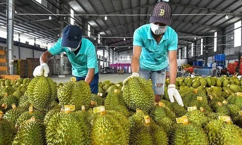 Sầu riêng Thái đi luồng xanh vào thẳng Trung Quốc, vì sao ‘vua trái cây’ Việt vẫn mãi loay hoay?