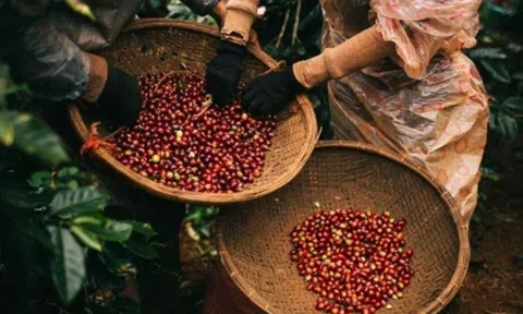 Cà phê đặc sản Việt được bán với giá 6.000 USD/tấn, 'vũ khí' chính phục mốc 6 tỷ USD