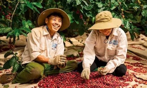 Một quốc gia Đông Nam Á đặt mục tiêu vượt Việt Nam, vươn lên vị trí thứ hai thế giới về sản xuất cà phê