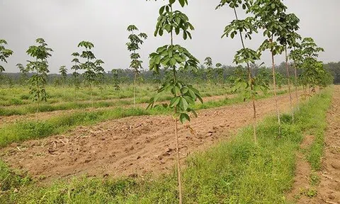 Thu hồi thêm gần 130.00m2 đất của Công ty cao su Đồng Nai
