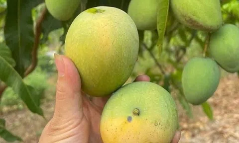 Đặc sản vùng cao một thời bị bỏ quên, nay thành 'hàng hot' ở phố thị: Giá mềm, hương vị đặc biệt