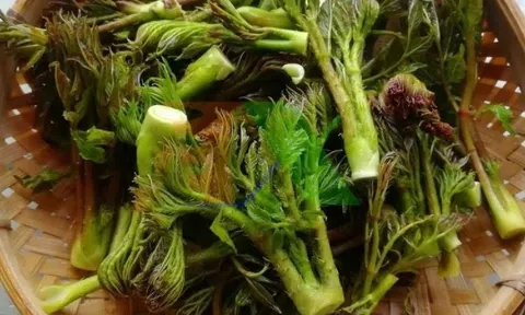 Loại rau dại Việt Nam đang khiến người Trung Quốc phát cuồng, giá ngang thịt bò, chất bổ hơn nhân sâm