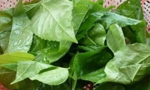 Loại lá từng mọc ở bờ bụi không ai thèm đoái hoài, nay thành hàng hiếm, giá lên tới 70.000 đồng/kg mà khó mua
