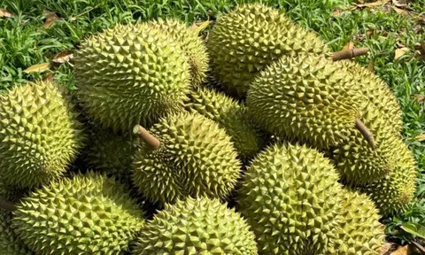 Sầu riêng thu 4,63 tỷ USD từ thị trường Trung Quốc mỗi năm, nhiều khâu vẫn thờ ơ lạ thường