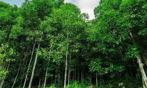 Hàng nghìn tấn vỏ cây quý từ Indonesia vừa đổ bộ Việt Nam: Là ‘trợ lực’ giúp nước ta xuất khẩu đứng top thế giới, Ấn Độ liên tục săn lùng