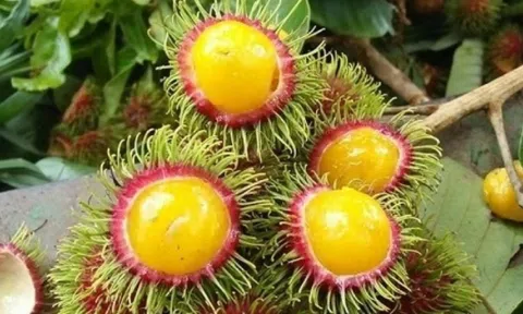 Loại quả mọc hoang trong rừng bỗng nổi như cồn, vị chua gắt nhưng đắt hàng vì lạ mắt