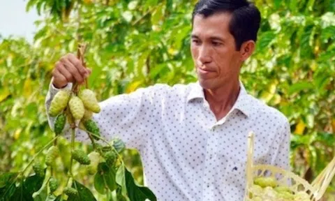 Cây từng mọc dại ven sông nay mang lại hơn 1 tỷ đồng mỗi năm cho chàng trai 8X miền Tây