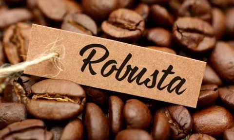 Giá cà phê tiếp tục lao dốc: Robusta mất giá, Việt Nam nguy cơ mất ngôi vương vào tay Brazil