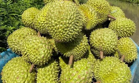 Sầu riêng Việt thêm “visa” sang Trung Quốc