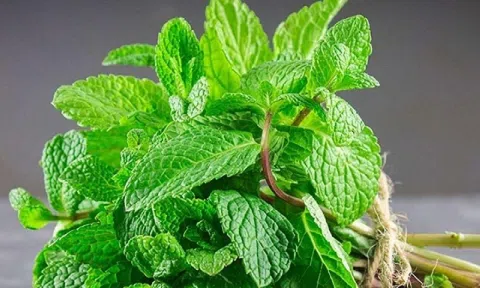 Loại lá gia vị được mệnh danh 'kho báu xanh' cho sức khỏe, ẩm thực: 'Quen mặt' ở chợ Việt, giá lại rẻ