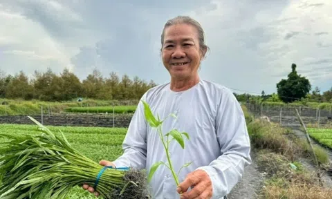 Nông dân ở Cần Thơ rủ cả xóm trồng ‘nhân sâm của người nghèo’: Thu hoạch đến đâu hết sạch đến đó, xung quanh đều khấm khá