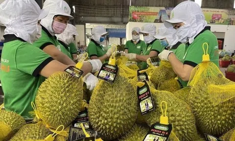 Tin vui cho sầu riêng Việt: Trung Quốc vừa cấp thêm gần 1.000 'giấy thông hành' cho quả tỷ đô