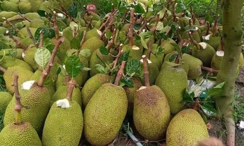 Giá mít rẻ hơn rau, nông dân Việt bế tắc trước động thái của quốc gia láng giềng