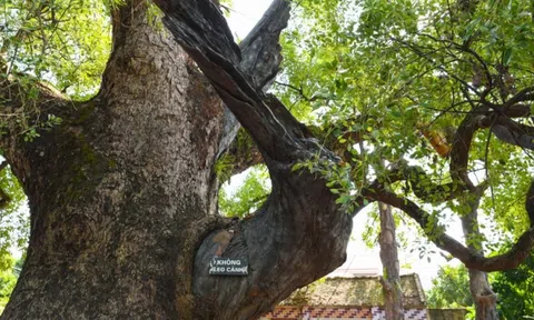 Việt Nam sở hữu cây thiêng ngàn tuổi: Được vua Lê sắc phong, tuổi thọ đứng thứ hai thế giới