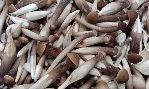 Báu vật nhô lên khỏi mặt đất lúc nửa đêm, người dân đổ xô săn lùng bán với giá gần 1 triệu/kg