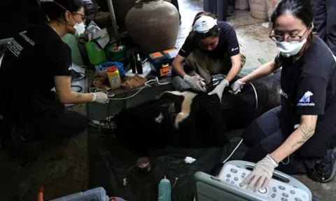 Nghệ An: Chuyển giao cá thể gấu ngựa hơn 20 năm tuổi cho Trung tâm Cứu hộ gấu Việt Nam