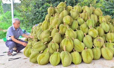 Kết quả kiểm tra chất cấm trong sầu riêng Lâm Đồng