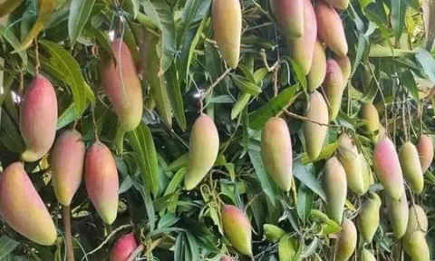 Từng là đặc sản nức tiếng của Thái Lan loại quả này giờ ế hàng dội chợ, giá rẻ hơn rau